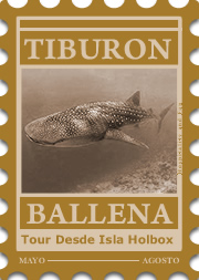 Tiburon Ballena