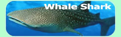 Whale Shark Watching TOURS